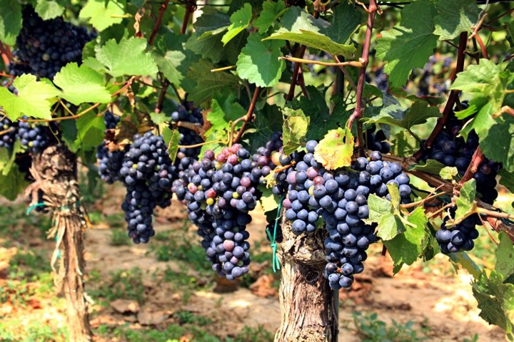 Les raisins poussent sur la vigne