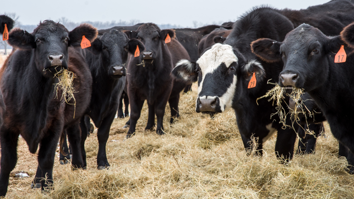 Cattle farming